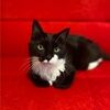 theretrocat
